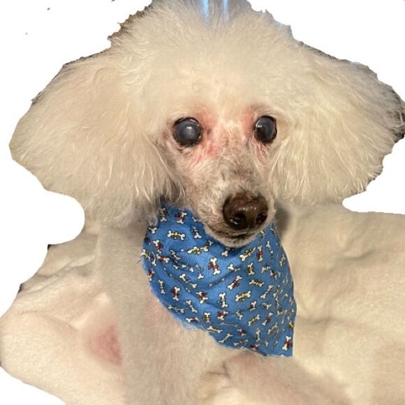 Dog Scarf Dog Bone Set of 2 for Small Dogs Bandanna Set - Picture 9 of 11